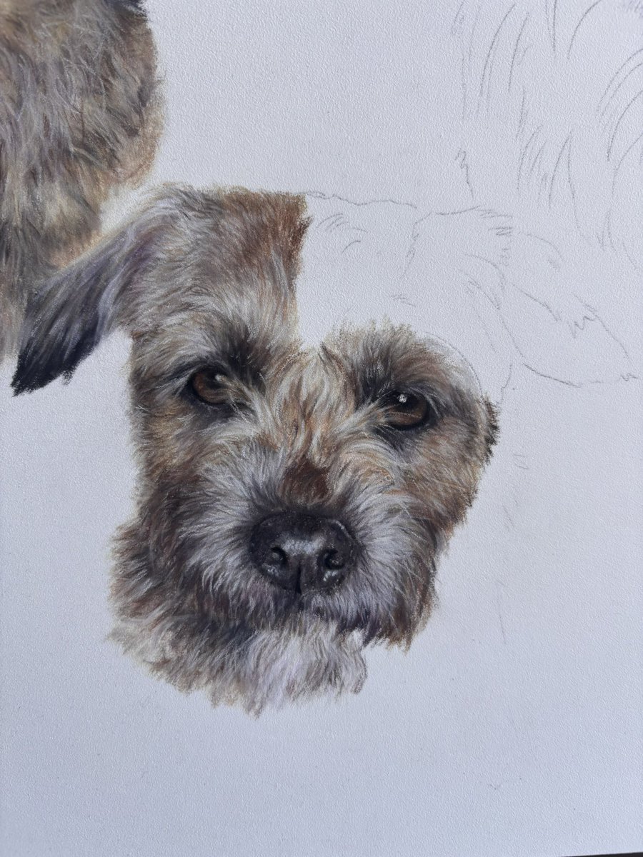 Lots of progress on sweet little Milly today! I do love a border terrier!

#BTPosse #terrier #dogs #petportrait