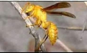 اپ کے زبان میں اس کو کیا کہتے ھے