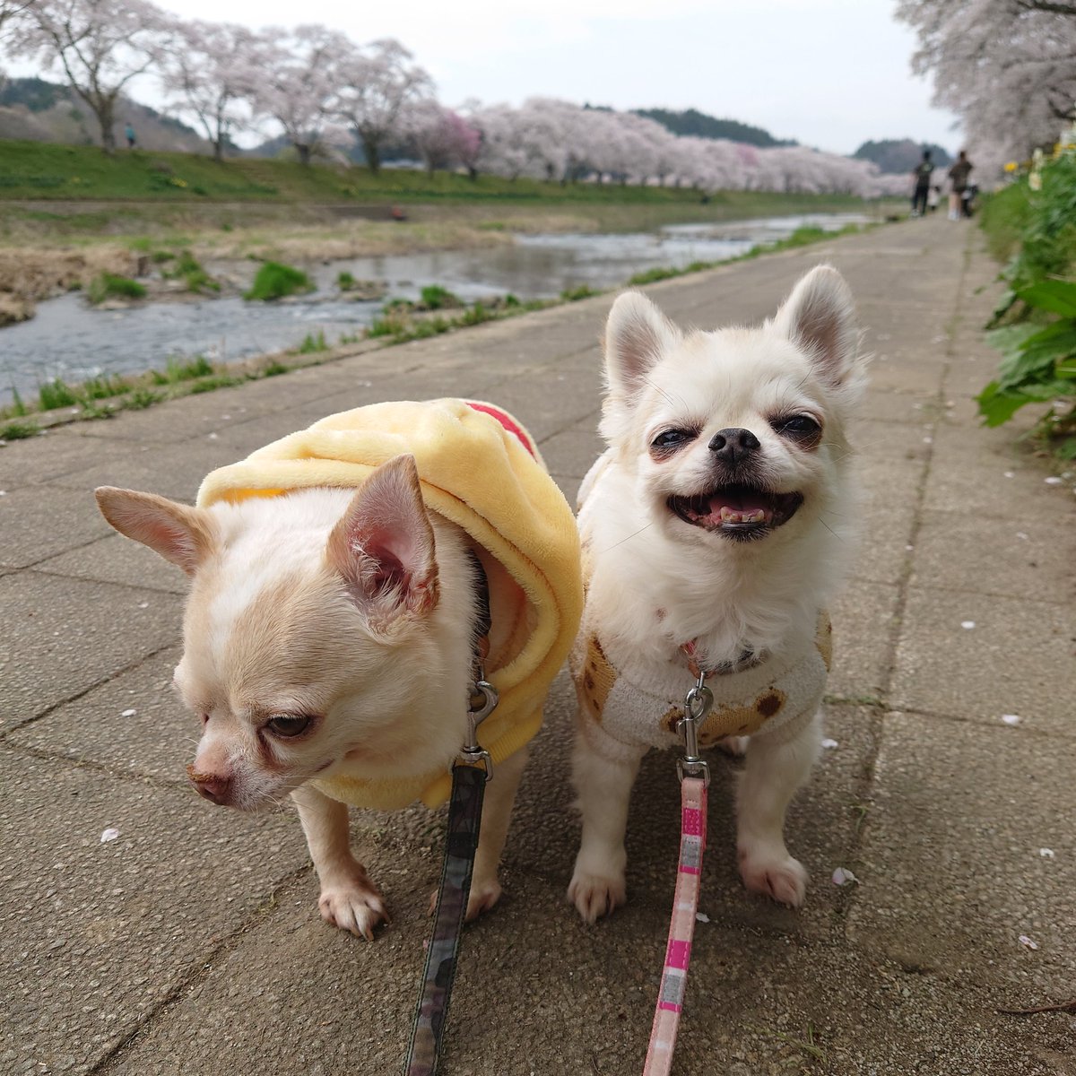 Toshio_Haruki's tweet image. こんにちワン☀️🐶🐶
千本桜だワン🌸🌸🌸

#チワワ