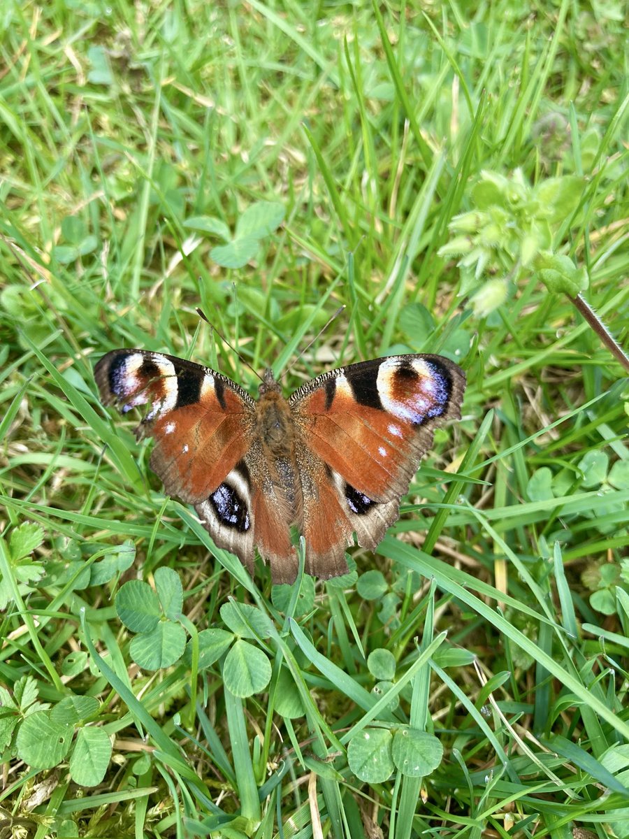 LadenDer's tweet photo. 🦋Schönen Sonntag🦋
#tagpfauenauge #schmetterling #frühling #machern https://t.co/B6n4ck5VZp
