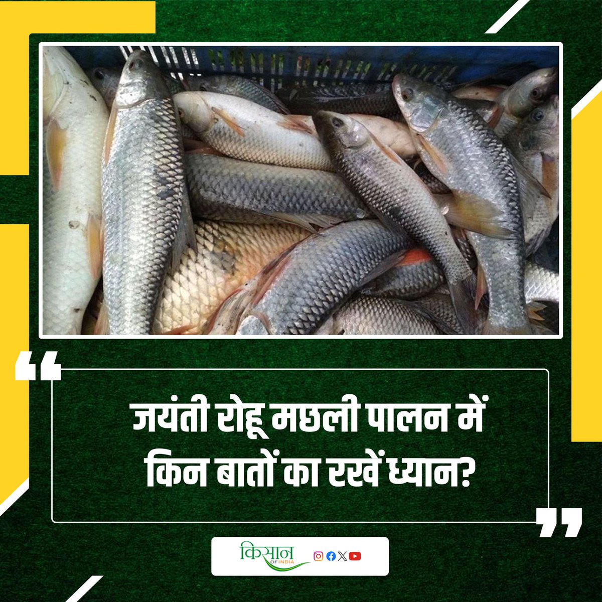 KisanofIndia's tweet photo. कम समय में बिकने लायक रोहू मछली
https://t.co/6jpG4tqoE6
#Kisanofindia #FastGrowingRohu #QuickHarvestFish #RohuFarming #ProfitableFishFarming #FastSellingFish #FishBusiness #RohuFish #AquacultureSuccess #QuickReturnFish #FishFarmingIndia #RohuCulture https://t.co/gjmuFXohps