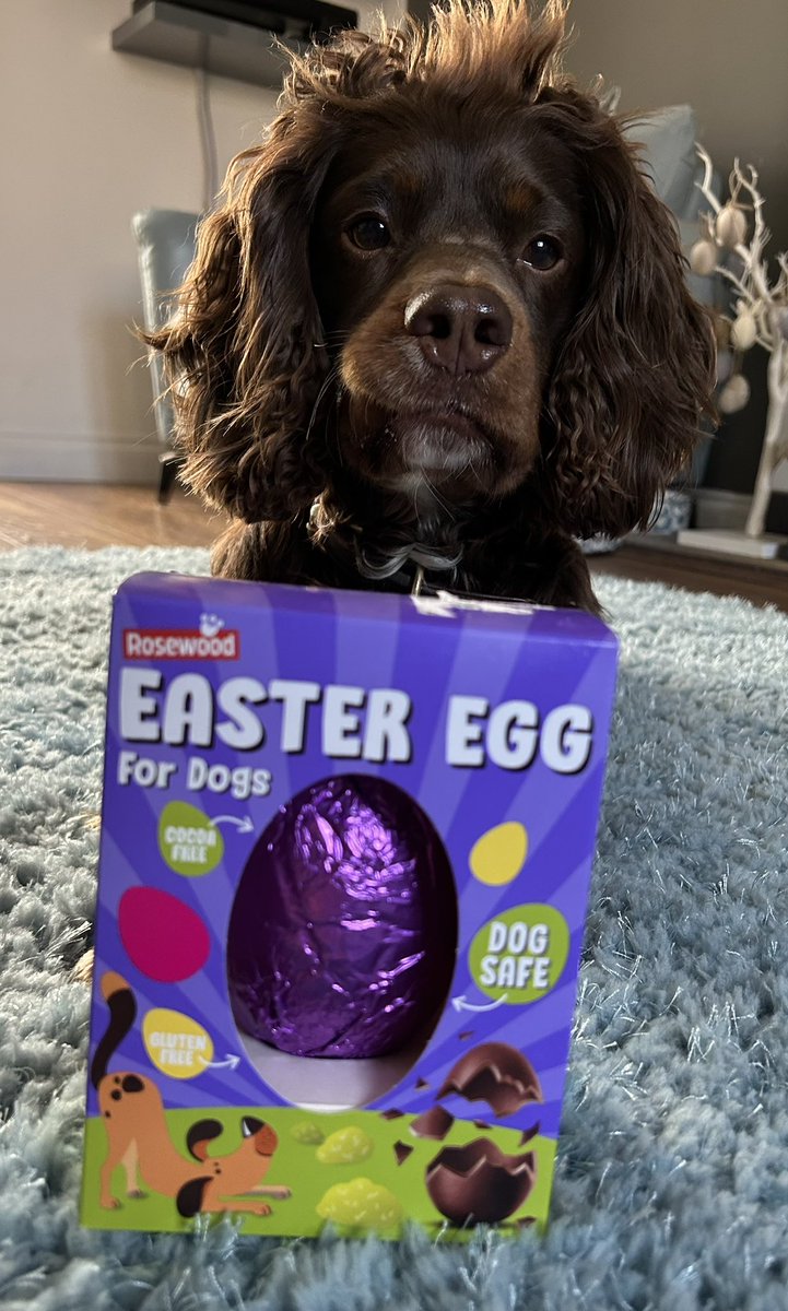 #HappyEaster everyone from me, the boy and his <a href="/rosewoodpet/">Rosewood Pet</a> Easter egg 🐣
