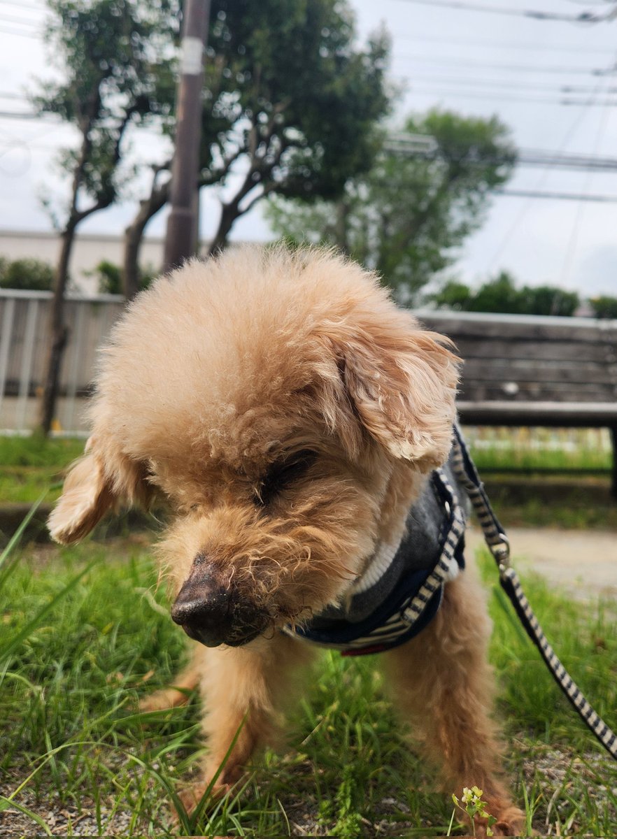 おかげさまで16歳の誕生日を迎えることができました。今後ともよろしくお願いします🐶