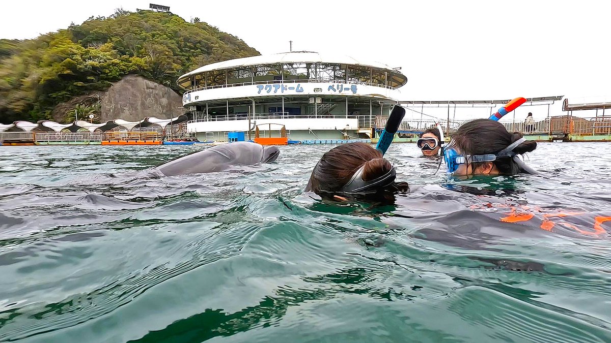 Dolphin_Beach_'s tweet photo. イルカとサカナまみれ！　Surrounded by dolphins and fish!
#ドル���ィンスイム #イルカと泳ぐ #海が好き #イルカ #ダイビング #dolphin #dolphinswimming #pool #下田海中水族館 #下田 #伊豆 #水族館 #体験ダイビング #ドルフィンダイビング #いるか #カマイルカ #イルカと泳ぎたい https://t.co/sEiLNOGei8