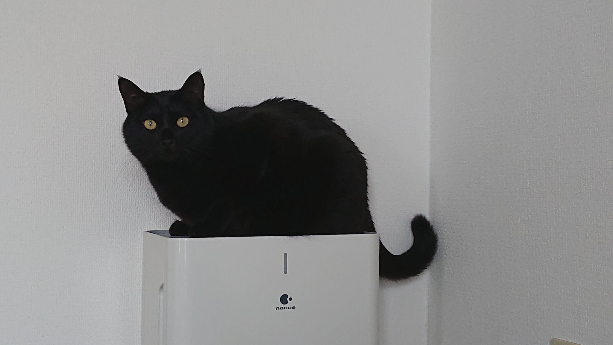 お気に入り 黒猫 プロフ5/25日～更新様専用 （黒猫の子猫ちゃん
