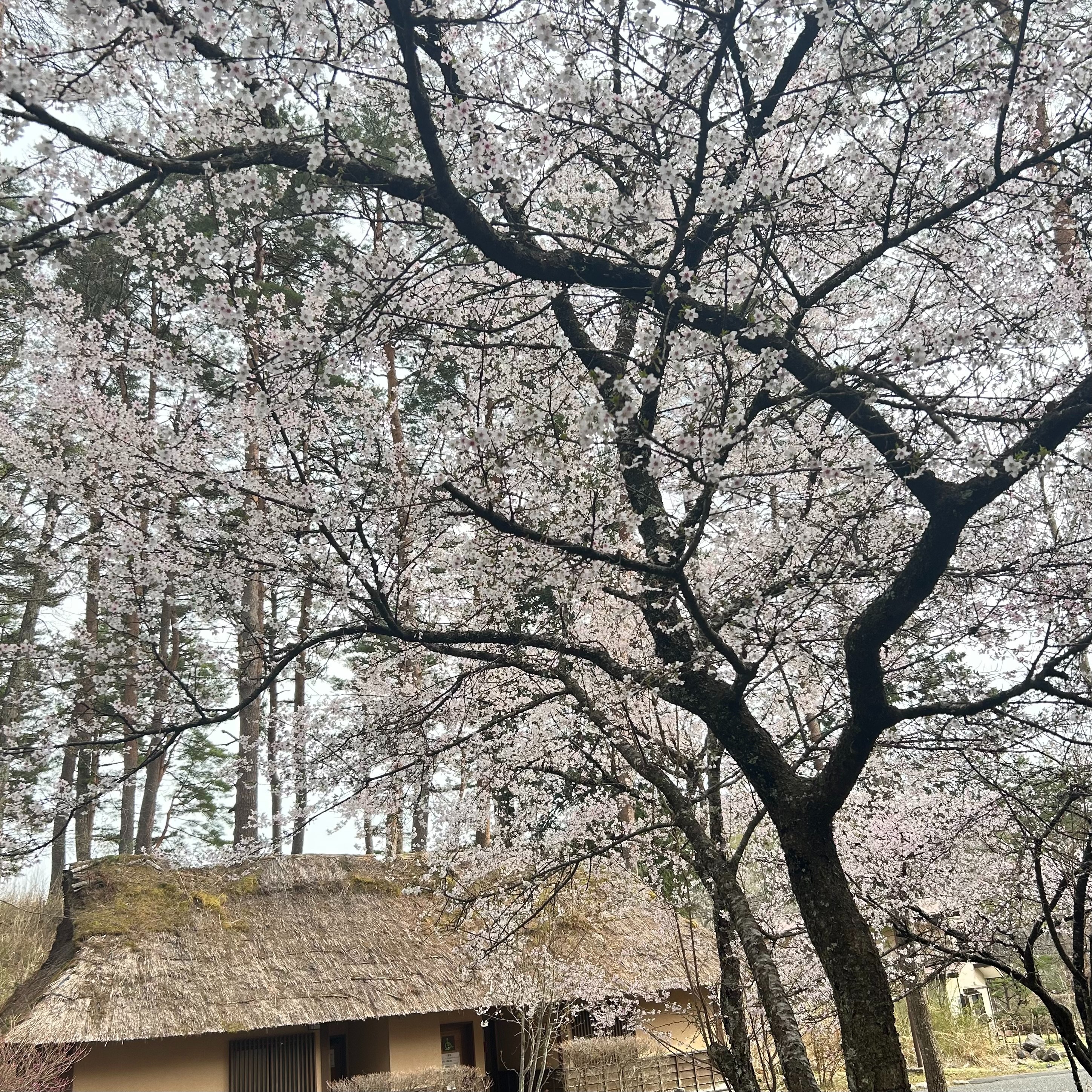 岡田紅陽写真美術館・小池邦夫絵手紙美術館 (@okadakoikeart_m) / X 岡田紅陽写真美術館・小池邦夫絵手紙美術館 (@okadakoikeart_m) / X