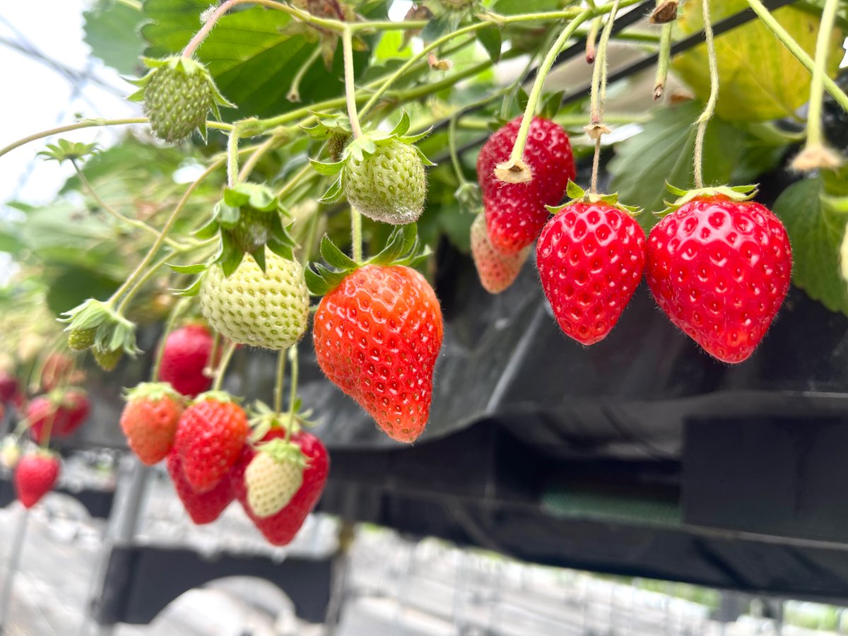 いちご狩り行ってきた🤤🍓🍓🍓

いちごって利尿作用があるから帰りは大変だったw🚗😂