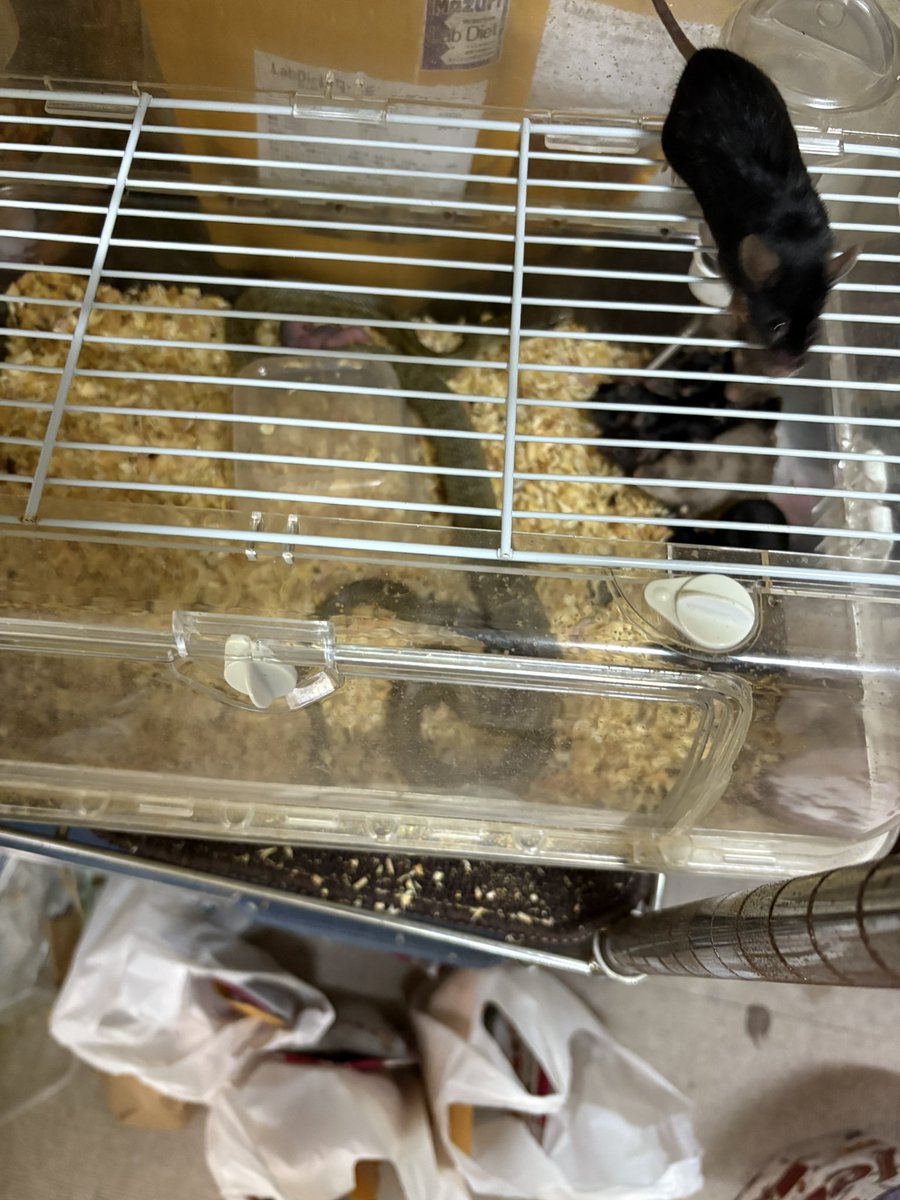 scoopy_13's tweet photo. まって、わかれへん
どこから来たん？
ロックかかってるのになんで中におるん？
誰か入れた？ https://t.co/5C4Q0eGzao