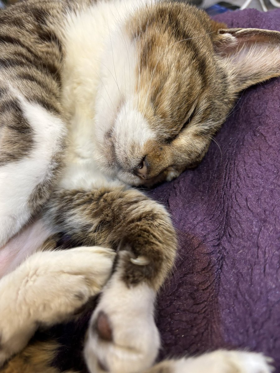 今日のまめ
＃猫のいる暮らし　＃猫のいる幸せ　＃猫　＃まめ