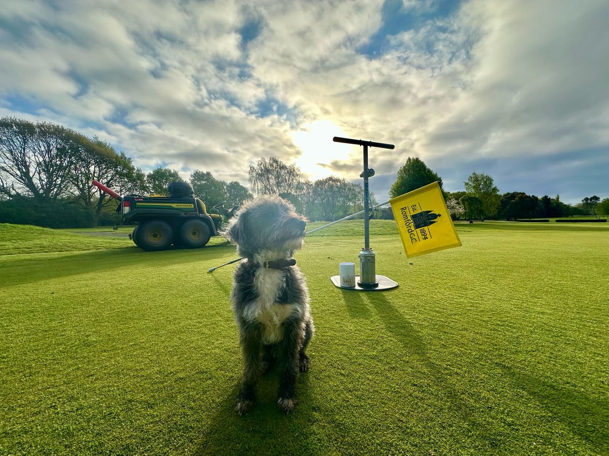 AntzXVI's tweet photo. Easter weekend competitions keep on coming today is the Diebel Spoon @Romfordgolfclub Zakk giving the team a helping paw this morning @LH4487 @DogsOfTurf https://t.co/rx4LjeVa1N