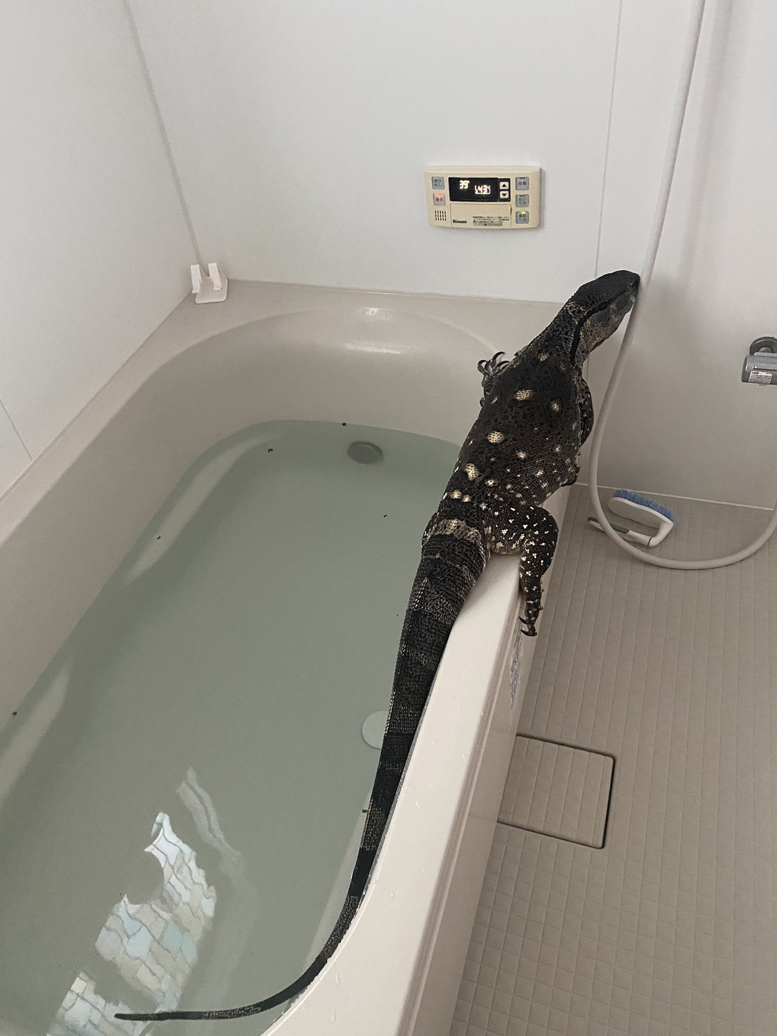 新品未開封　アフリカン・ロック アフリカンロックモニター - Search / X