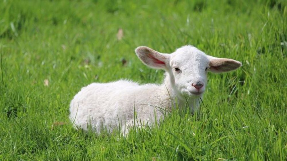 Voltuan's tweet image. Honte à ces #éleveurs #éleveuses et #consommateurs de #viande qui osent manger les #animaux innocents tel l'#agneau à #Pâques et toute l'année !! Ces gens sont des sadiques par procuration !! @BoudoinMichele @PETA_France @onevoiceanimal @FBB_Officiel @L214 @BGothiere @afpfr