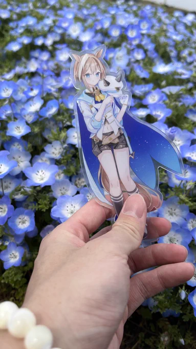 シュヴァル、、ネモフィラだよ、、 