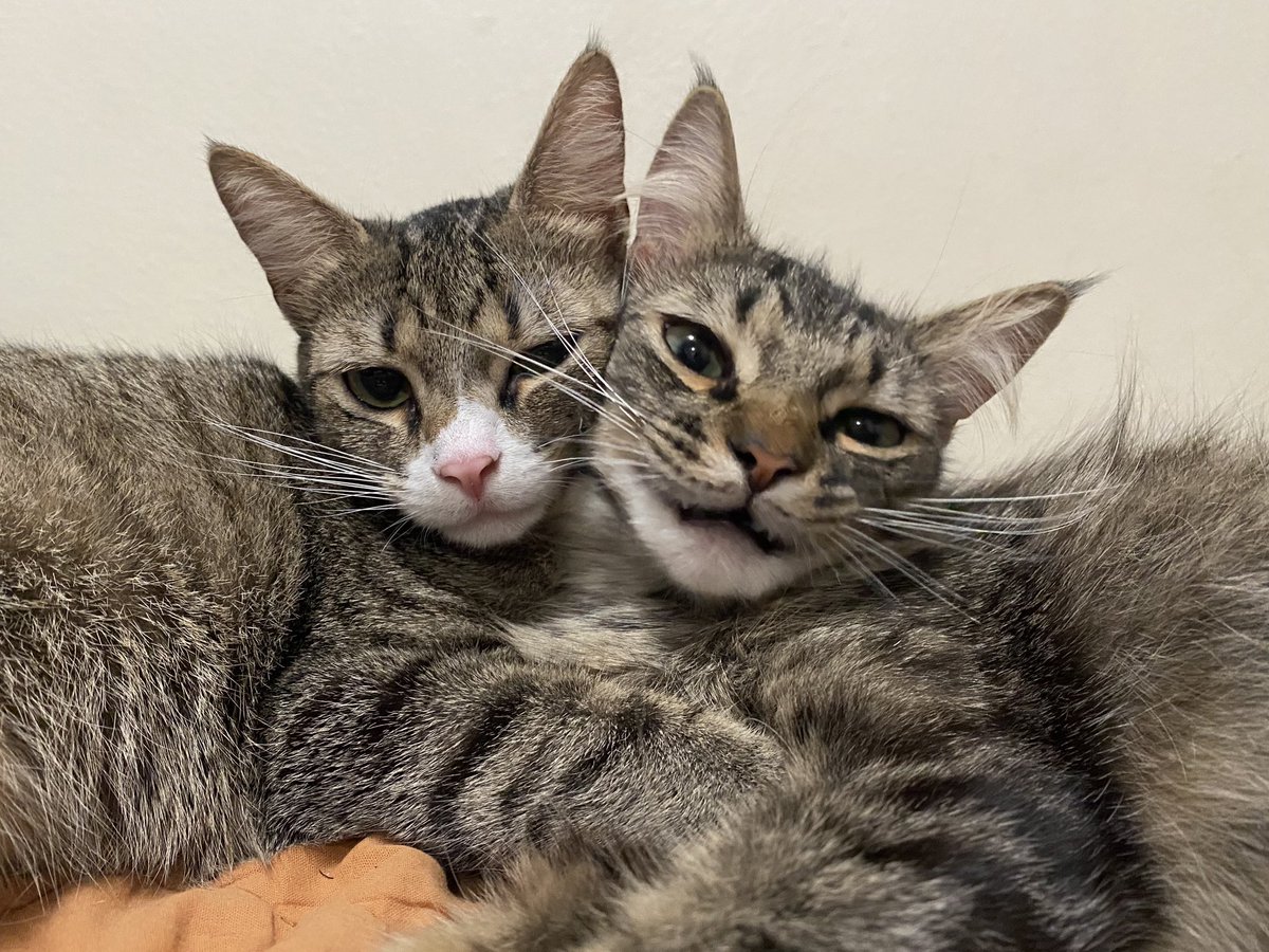 JoshBerryJam's tweet image. Unbothered