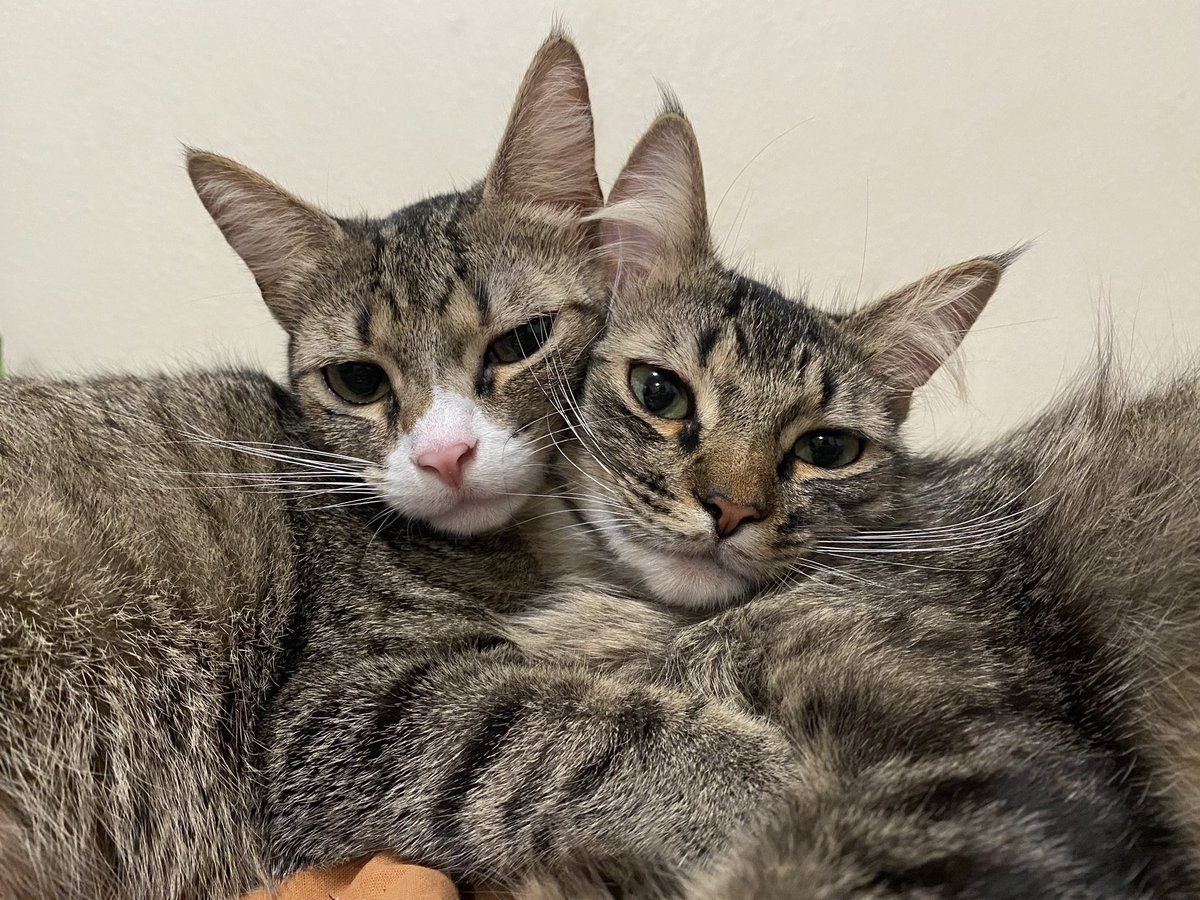 JoshBerryJam's tweet image. Unbothered