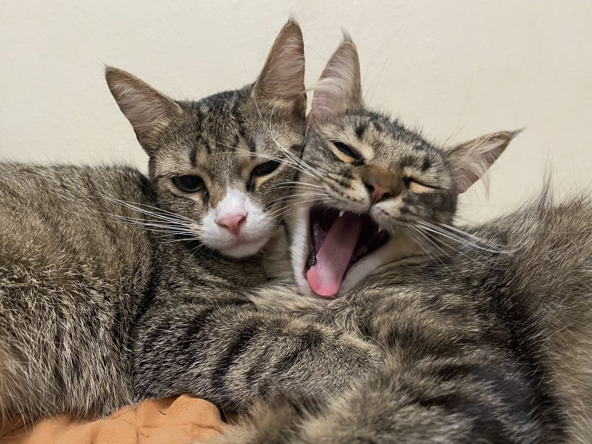 JoshBerryJam's tweet image. Unbothered