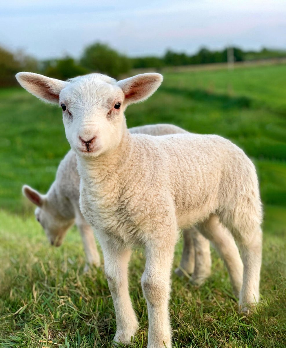 Voltuan's tweet image. Honte à ces #éleveurs #éleveuses et #consommateurs de #viande qui osent manger les #animaux innocents tel l'#agneau à #Pâques et toute l'année !! Ces gens sont des sadiques par procuration !! @BoudoinMichele @PETA_France @onevoiceanimal @FBB_Officiel @L214 @BGothiere @afpfr