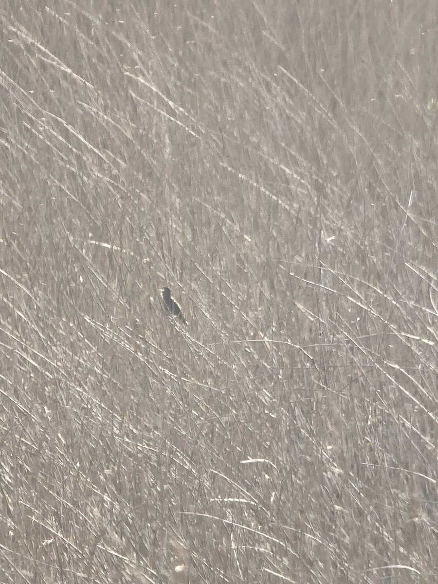Savi’s Warbler still 830am Marazion Marsh reeling away and regularly showing