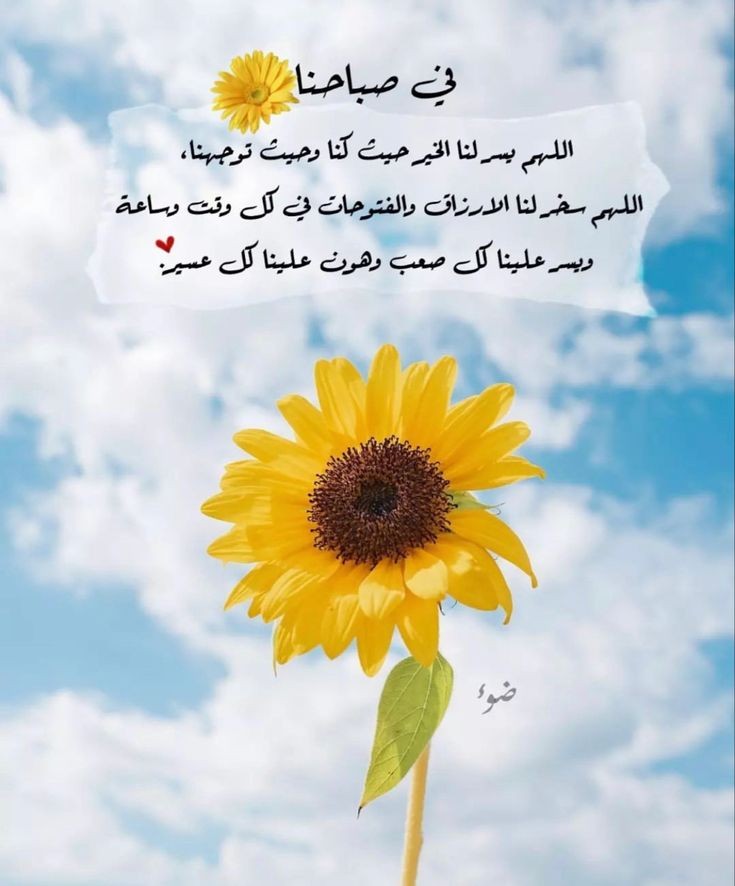 Mo__Alh22's tweet photo. https://t.co/pHBwxP1KYk