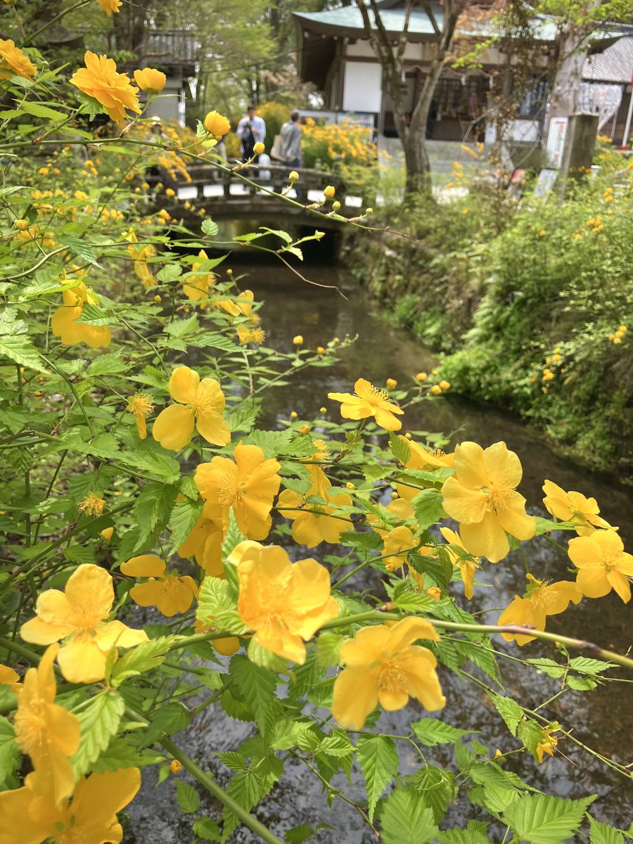 inn_ff14's tweet photo. 松尾大社のヤマブキが見頃だとNHKで言ってたので昨日行ってきた https://t.co/svajly0Agg