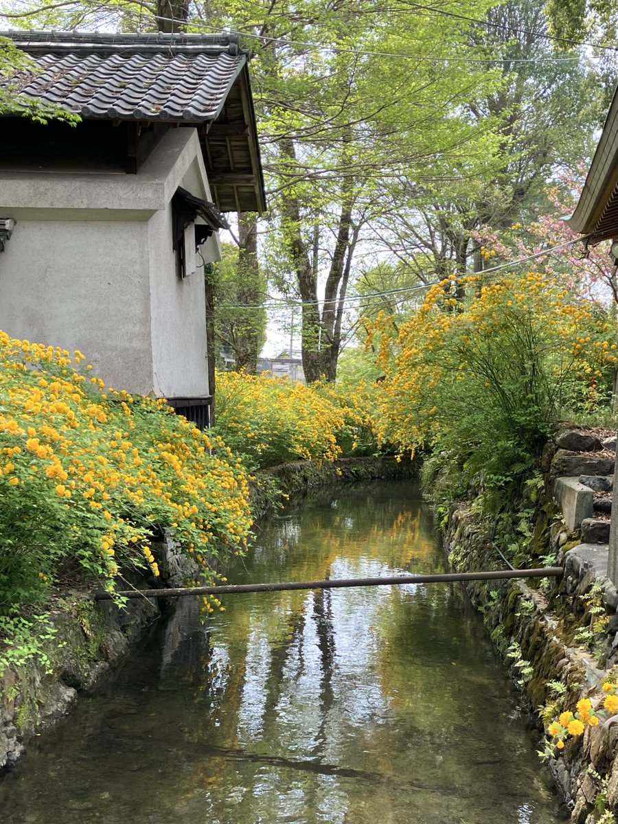 inn_ff14's tweet photo. 松尾大社のヤマブキが見頃だとNHKで言ってたので昨日行ってきた https://t.co/svajly0Agg