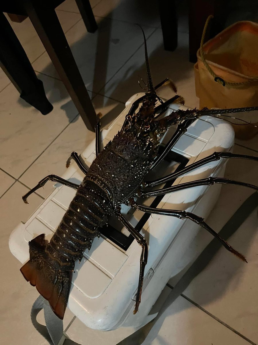 冰箱差點放不下😎