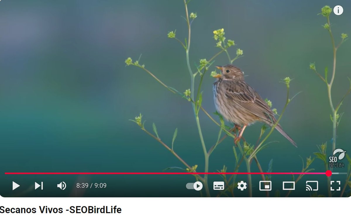SEO/BirdLife (@seo_birdlife) on Twitter photo 🎥 El DOCUMENTAL #SecanosVivos muestra, con extraordinaria calidad técnica y estética, el potencial de #biodiversidad que poco a poco se está desplegando en las parcelas acogidas a nuestro proyecto demostrativo 🍇🌾
👁️ youtu.be/sHcLwJPnk9g?si…
<a href="/FBiodiversidad/">Fundación Biodiversidad</a>
#ProyectosPRTR 🎥 El DOCUMENTAL #SecanosVivos muestra, con extraordinaria calidad técnica y estética, el potencial de #biodiversidad que poco a poco se está desplegando en las parcelas acogidas a nuestro proyecto demostrativo 🍇🌾
👁️ youtu.be/sHcLwJPnk9g?si…
<a href="/FBiodiversidad/">Fundación Biodiversidad</a>
#ProyectosPRTR