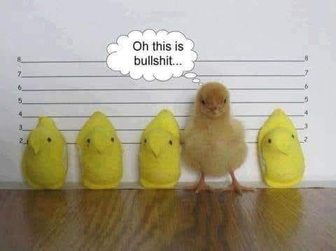 🐥🐥🐥🐥🐥