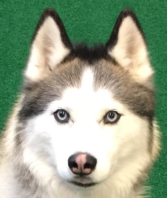 N.E.huskiesbaseball tweet media