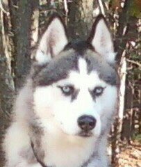 N.E.huskiesbaseball tweet media