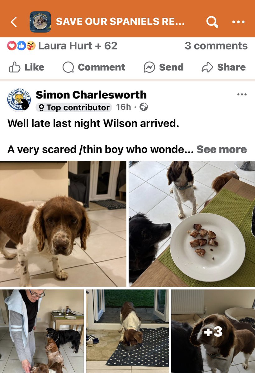 SpanielsSuper's tweet photo. HAPPY EASTER EVERYONE
We hope you all have more #ScotchEggs #ChocolateEggs than you can eat! We’re hoping for the same here mum? #EggSpectations 🤣
@SaveOurSpaniels transported 7 lucky dogs to the UK this week
Better than any #ScotchEggs for them a whole new life in a loving home
Please vote to help them with the funds to create more #HappyEverAfters just like we got♥️
https://t.co/PbU0AiOxaf
We have first night updates from Argi
Wilson
Fuego
Their best Easter Gift was a comfy bed, full tummy & loving arms to greet them …. Possibly for the first time in their lives
Your votes make such a difference
#ThankYouAll