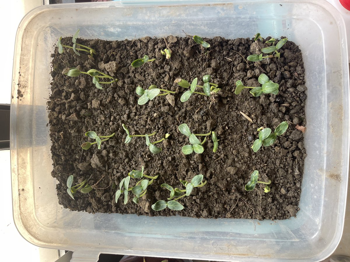 innocentcatdown's tweet photo. make a plant container on balcony, guess which these plants are. Cucumber, one kind of beans whatever😂
自制盆摘种点蔬菜 https://t.co/a4Wfts9XPh
