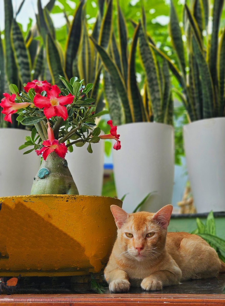 ︎aquil tweet media