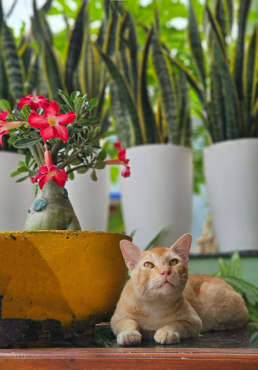 ︎aquil tweet media