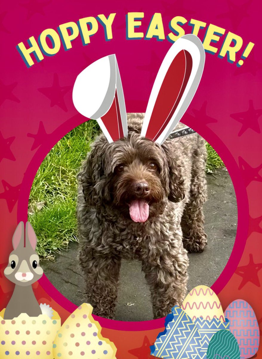 Happy Easter from me - the Easter doodle!!!
Sorry bunny it’s MY turn this year 😂😂 🐰🐾🐾

#HappyEaster #Easter2025 #EasterBunny