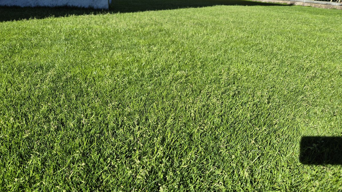 The poa supina seedhead flush comes early in the season and lasts short. Don't panic, keep your mower blades sharp and fertilize!