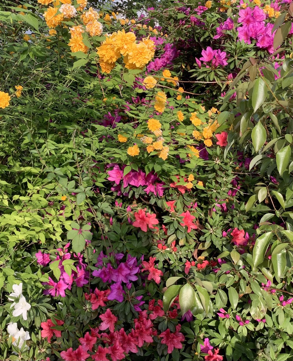 Misuguru's tweet image. 大島家は桜が終わってヤマブキとサツキの出番

今年は桜が長く咲いてくれました

春は華々しくて色鮮やか、山も萌え萌えしてますね