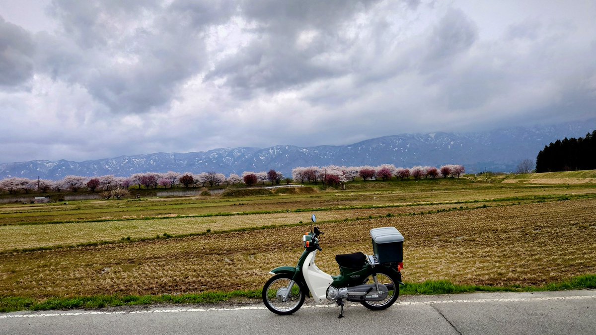 yoshi071060's tweet photo. 雨が降る前にガソリン入れておかないと。
通り道の最上川桜づつみは満開です🌸
#最上川桜づつみ #スーパーカブ #JA07 https://t.co/TjjnWTGLtx