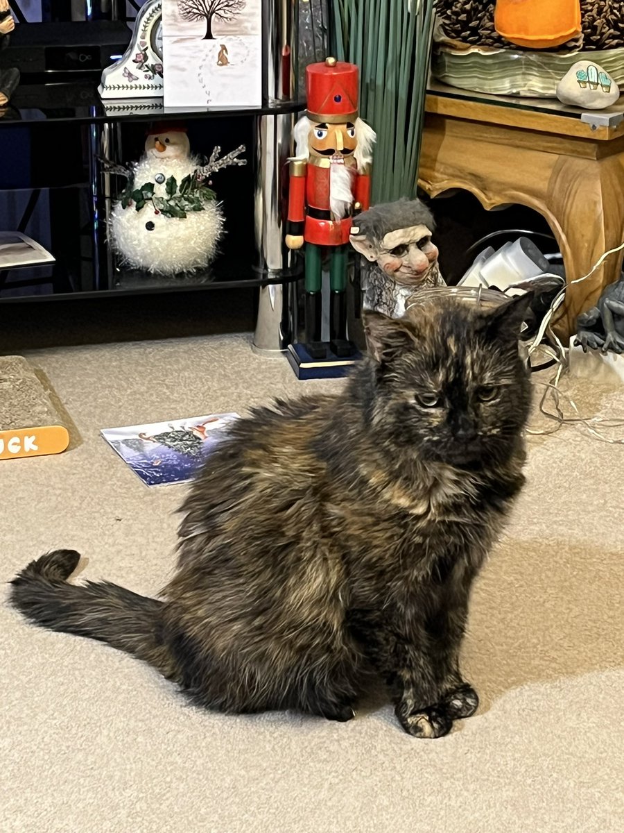 Roadrunner9999's tweet photo. @JaneFallon @PickliciousF Looks like my Peggy. https://t.co/9k4ow4cQS0