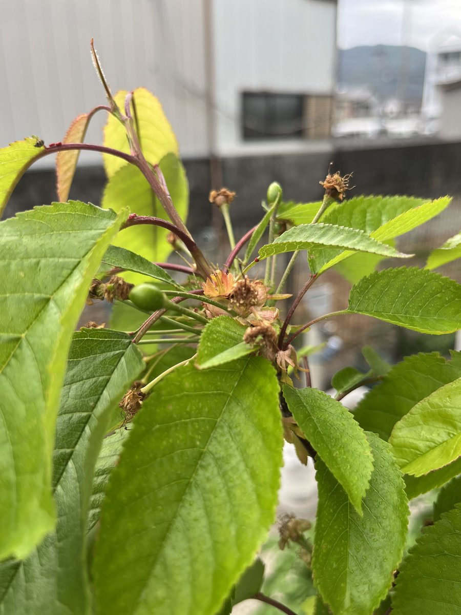 atemoyaRed's tweet photo. 低温要求量を満たせない暖地で実がなるのか？
鉢植え3年目で実がついた、ナポレオンと高砂。経済栽培レベルは要求しないけど、毎年20〜30個ぐらい成ってくれないかな？
#さくらんぼ https://t.co/yb7ZIM7STf