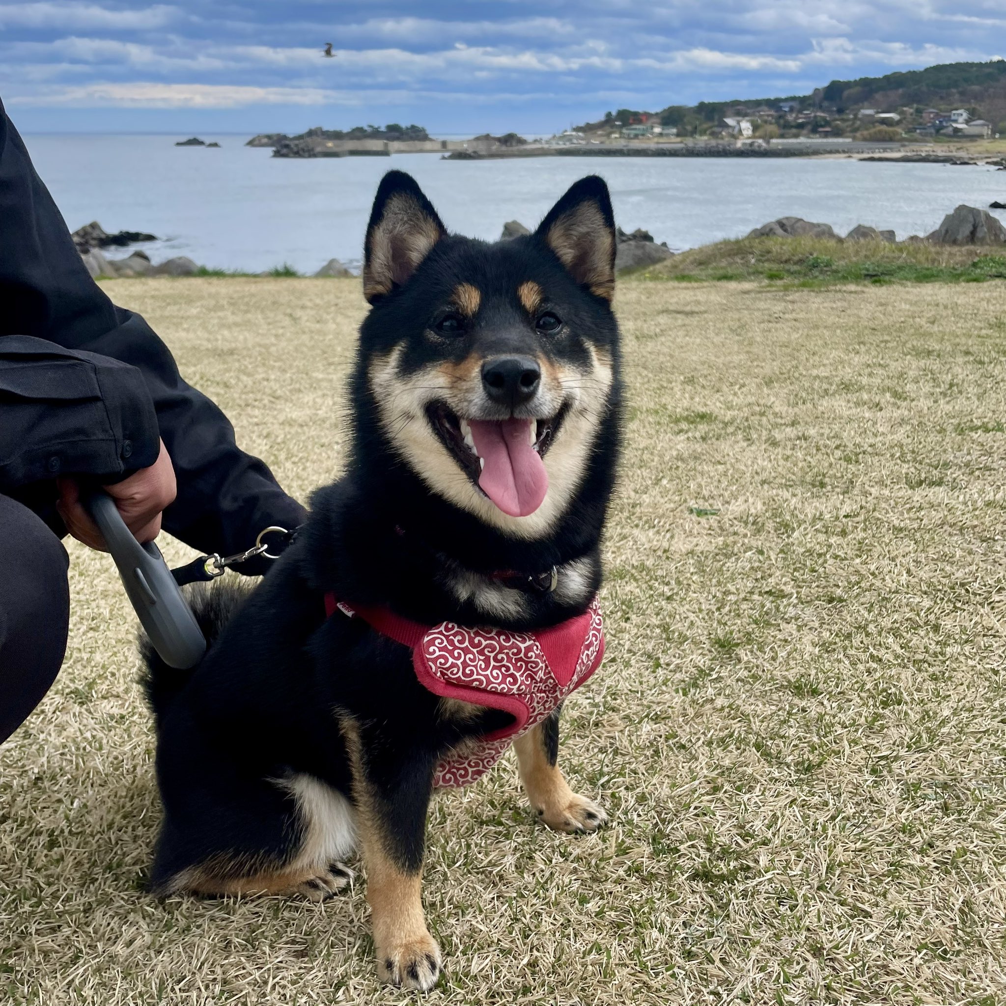 myg52　油彩画 青森県八戸市　種差海岸 吉田初三郎が愛した種差海岸 | まるごと青森
