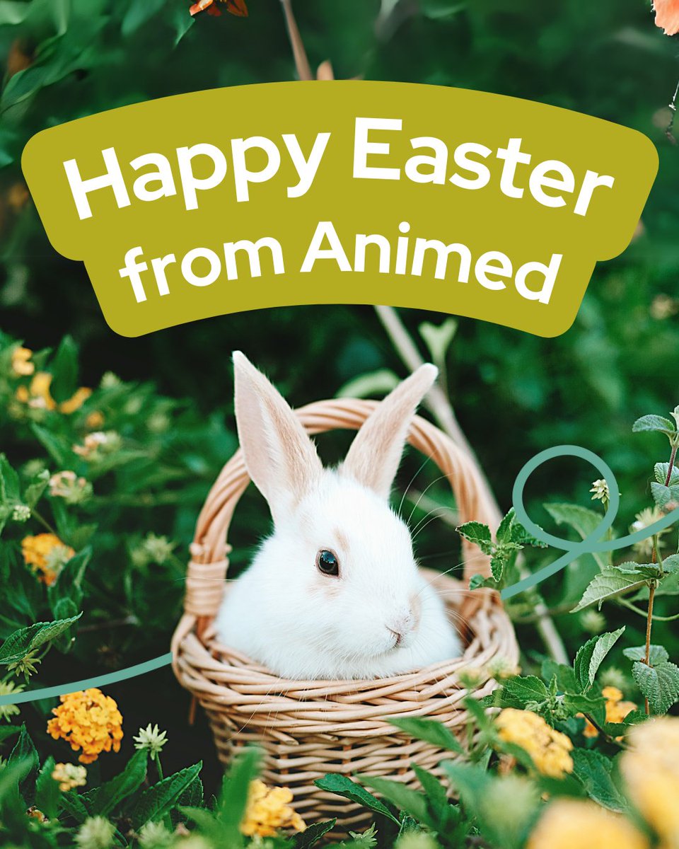 Happy #Easter from all of us at Animed! 🐰🐣 

We hope you have a great day celebrating with your pets! 🥚🐾

#easter2025 #eastersunday #easterpets #dogs #cats #rabbits