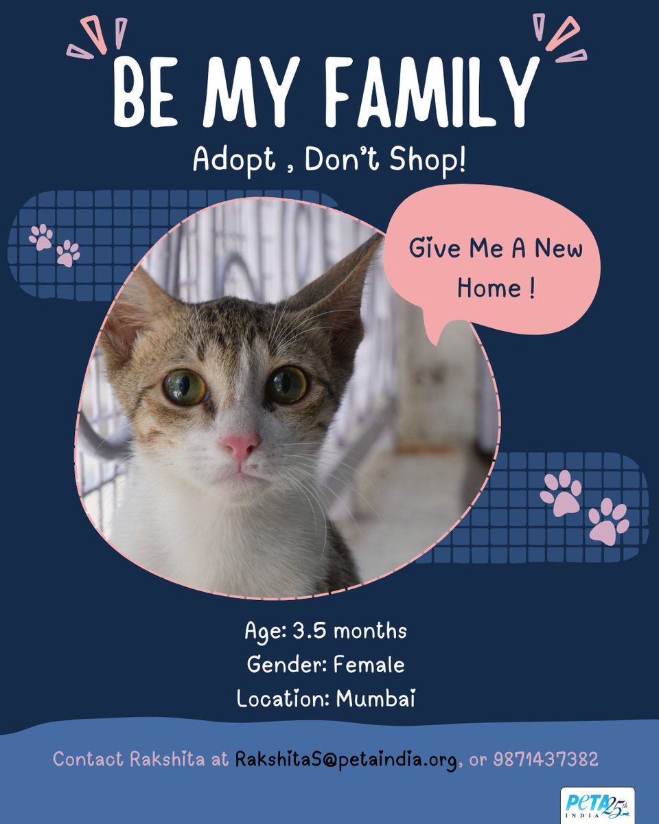 This little one is hoping for a second chance at life.

PETA India friend <a href="/LukeKennyLIVE/">LukeKennyOfficial</a> rescued this kitten after she was abandoned.

If you would like to give her a forever home, please contact RakshitaS@petaindia.org or call 9871437382.

She has already received her initial