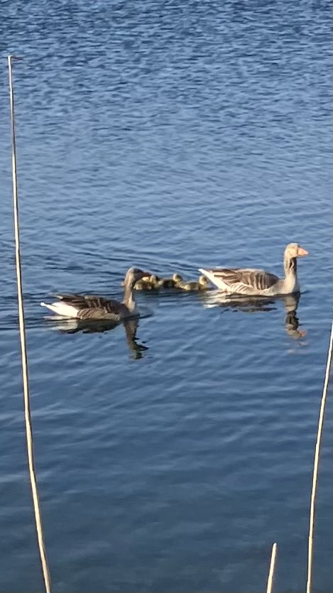 nikodogtwite's tweet photo. Total 15 greylags #longham lakes this morning including U052 partner + 4 gos. Egyptians down to 1 gos. Lesser scaup still NW corner of S lake @gardenbirder1 @DorsetBirdClub @swlakes https://t.co/yblMkkBZRV