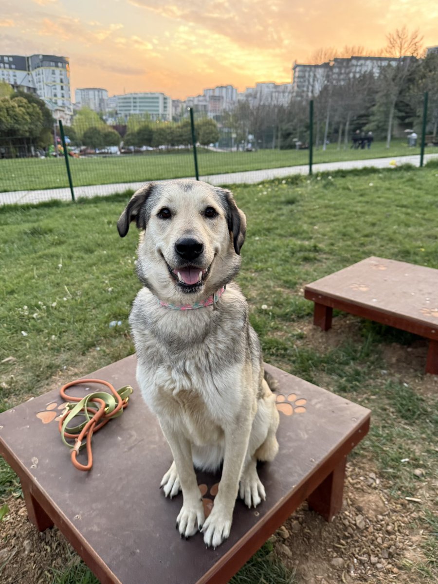 ecevonaz's tweet photo. Yulaf sokakta doğmamış ki… 
3 aylıkken evden sokağa atılmış, bunu yeni öğrendim. 
11 aylık olana kadar da sokaktaydı zaten. 
sahipli bir köpekle oynarken belini ağaca vurup sakatlanınca arkadaşım evine aldı ve Yulaf orada tedavi oldu, iyileşti. 

Samsun’a yuvalandı ama komşular istemediği için 2 gün sonra döndü. 
birkaç hafta sonra Çanakkale’ye yuvalandı. 
onlar da 1 sene sonra “eşimle aram kötü, Yulaf’la ilgilenmekten birbirimize vakit ayıramıyoruz” diye terk etti... 

pansiyona gitti 4 ay orada kaldı. 
nasıl bakıldı pek emin değiliz, ilk gün yüksek sesten ve el kol hareketinden çekiniyordu (şimdi unuttu gitti bile şapşal)

ev pansiyonu yapan kız “ev sahibim geldi” diye köpekleri yeni bitmiş inşaata bırakınca da apar topar bana geldi. 

yani şu çocuğun yüzü bir türlü gülmedi (saf olduğu için o sürekli gülüyor da… kaderi gülmedi işte) 

o yüzden şimdi onu sarıp sarmalayacak, bir daha hiç terk etmeyecek ve ömrünün sonuna kadar onun yanında olacak gerçek ailesini arıyoruz ❤️‍🩹