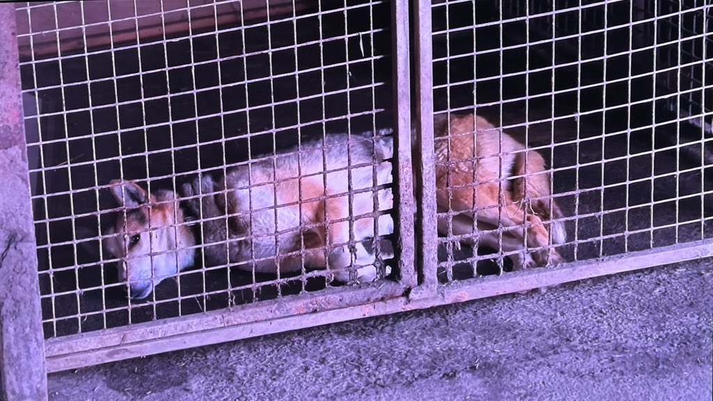 solderandflux's tweet image. I can smell those disgusting kennels from here 🤢
How could #BBCLandward promote keeping dogs in such disgusting conditions?
Shame on you 😔