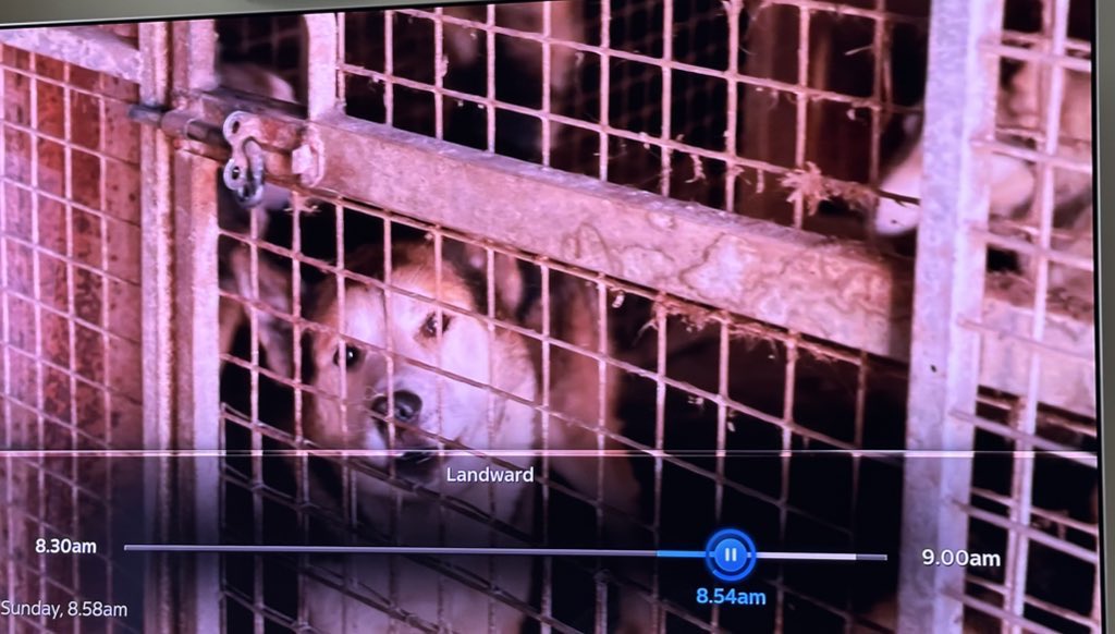 solderandflux's tweet image. I can smell those disgusting kennels from here 🤢
How could #BBCLandward promote keeping dogs in such disgusting conditions?
Shame on you 😔