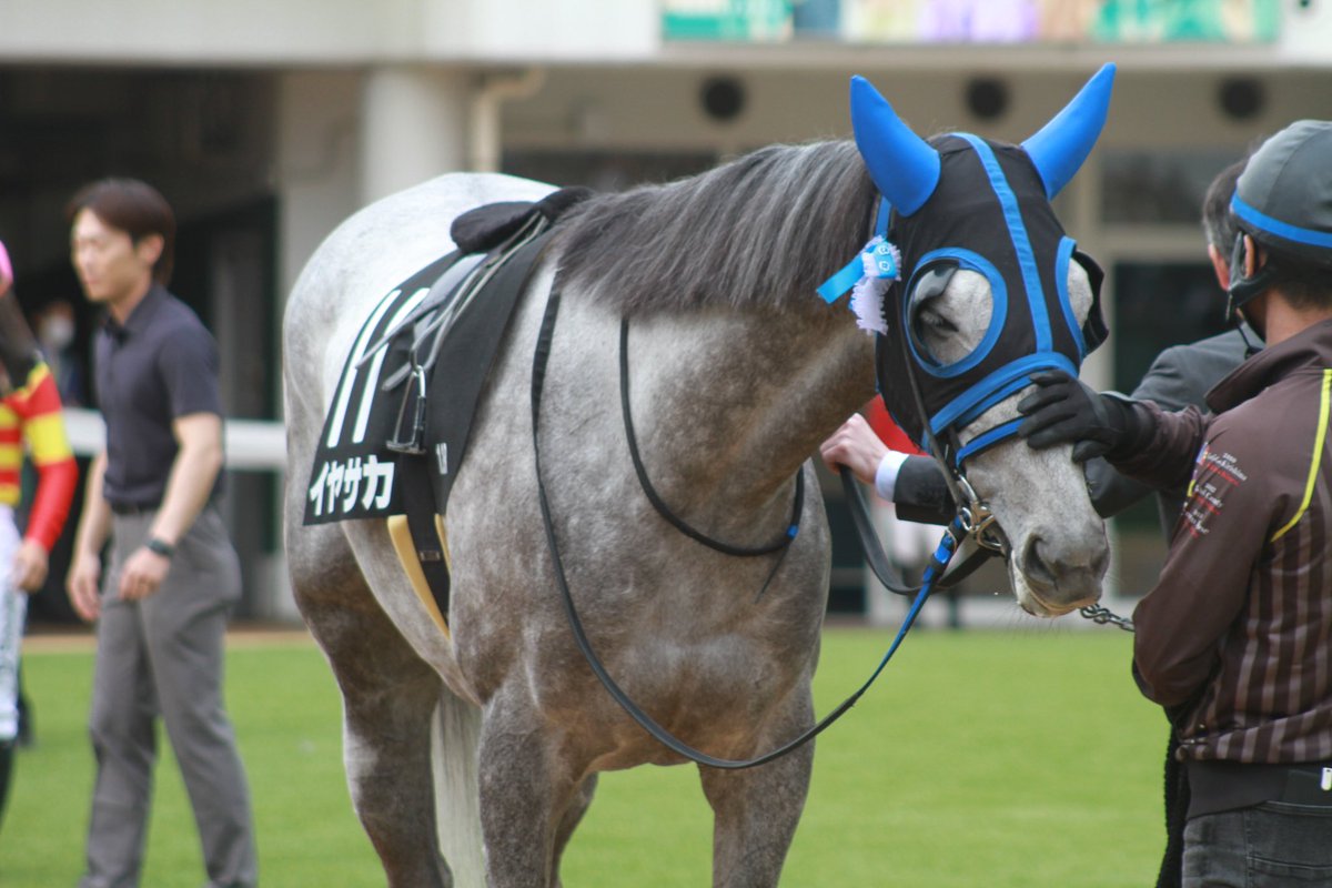 5umauma's tweet photo. 4.20🐎サンシャインS イヤサカちゃん2着ー！おめでとうおめでとう( •̥  ̫ •̥ )💕まだまだがんばるイヤサカちゃんがほんと励みになる…！嬉しすぎる！
そして今回も🎀つけてくれてありがとう(;o;)♡♡♡ https://t.co/x4pHPui3sI