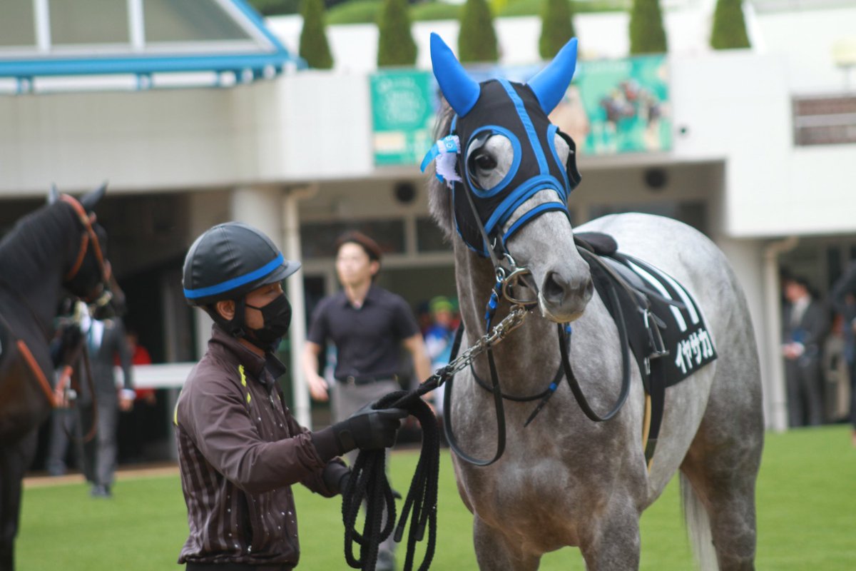 5umauma's tweet photo. 4.20🐎サンシャインS イヤサカちゃん2着ー！おめでとうおめでとう( •̥  ̫ •̥ )💕まだまだがんばるイヤサカちゃんがほんと励みになる…！嬉しすぎる！
そして今回も🎀つけてくれてありがとう(;o;)♡♡♡ https://t.co/x4pHPui3sI