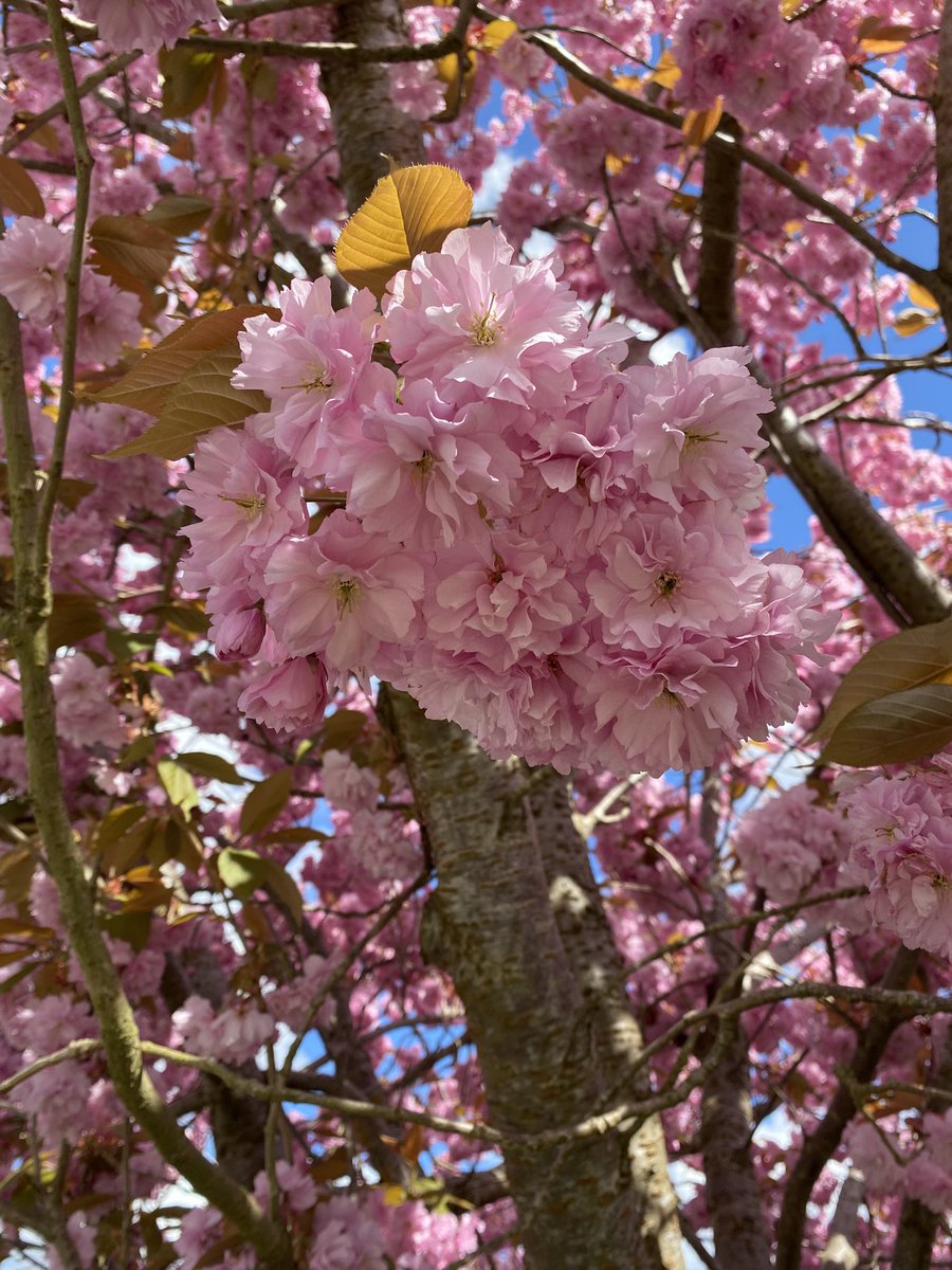 Happy Easter 🌸🩷🩵